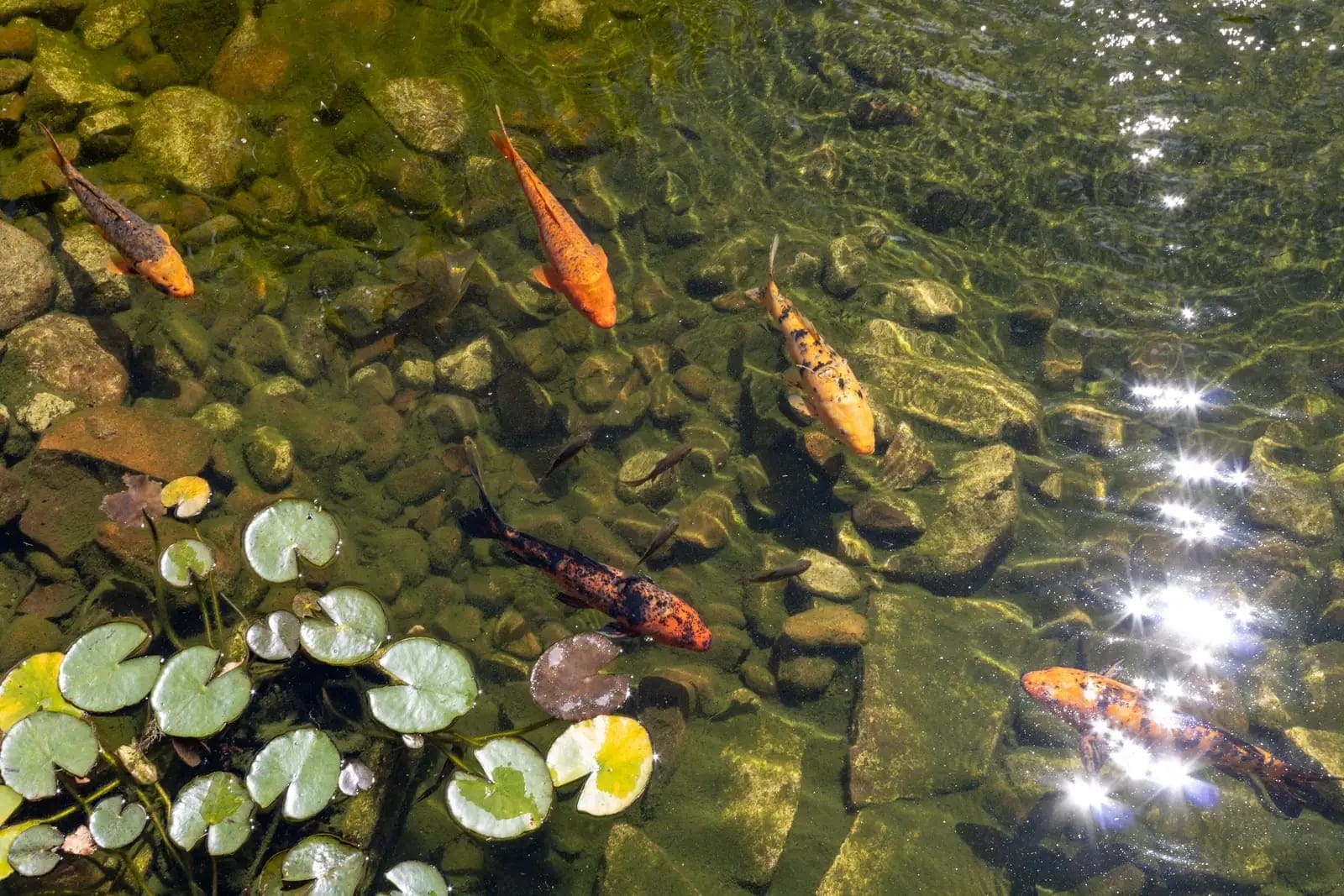 Carpas nadando entre folhas de ninféia em lago de jardim